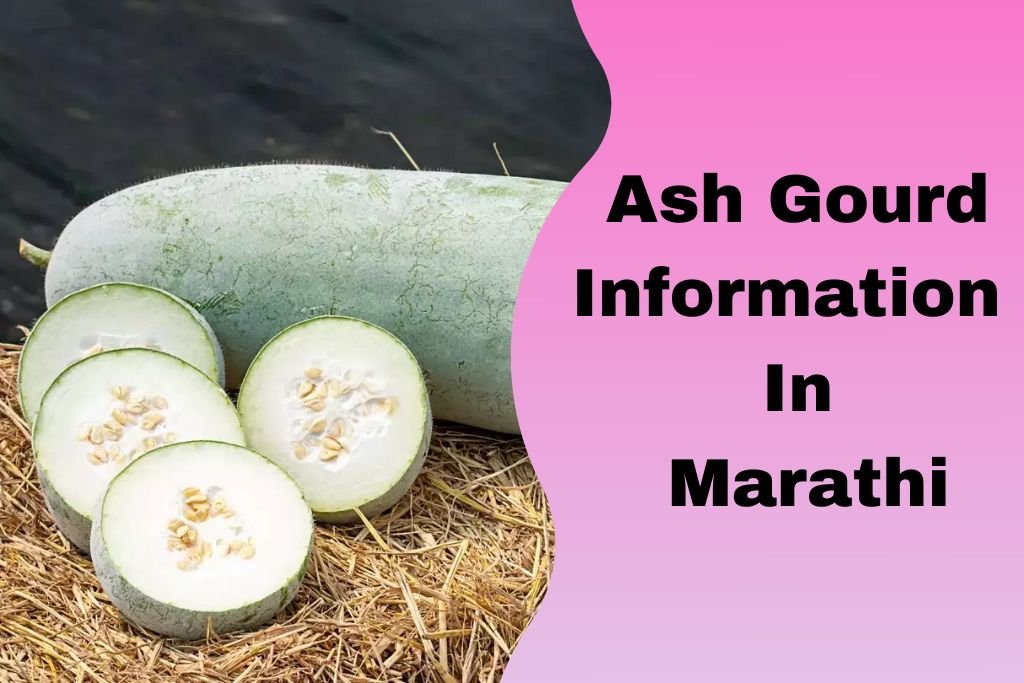 Ash Gourd Information In Marathi