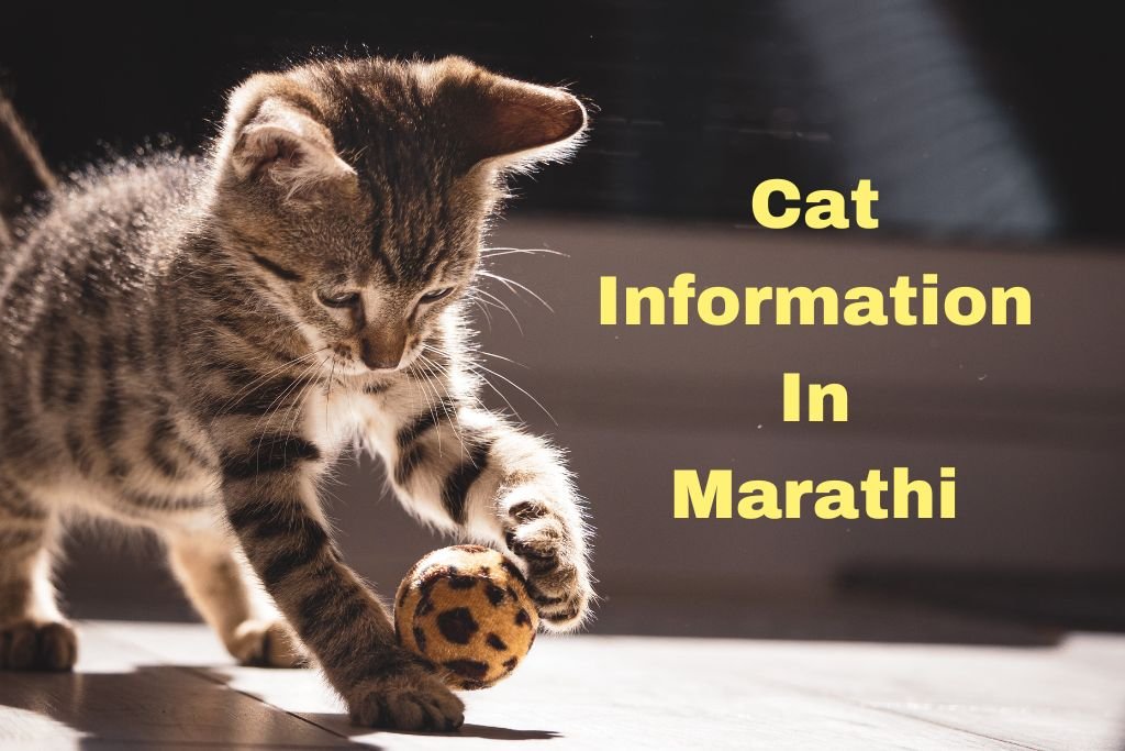 Cat Information In Marathi