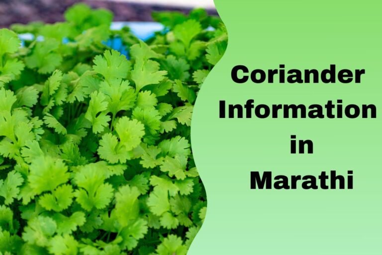 कोथिंबीरची संपूर्ण माहिती मराठी Coriander Information in Marathi