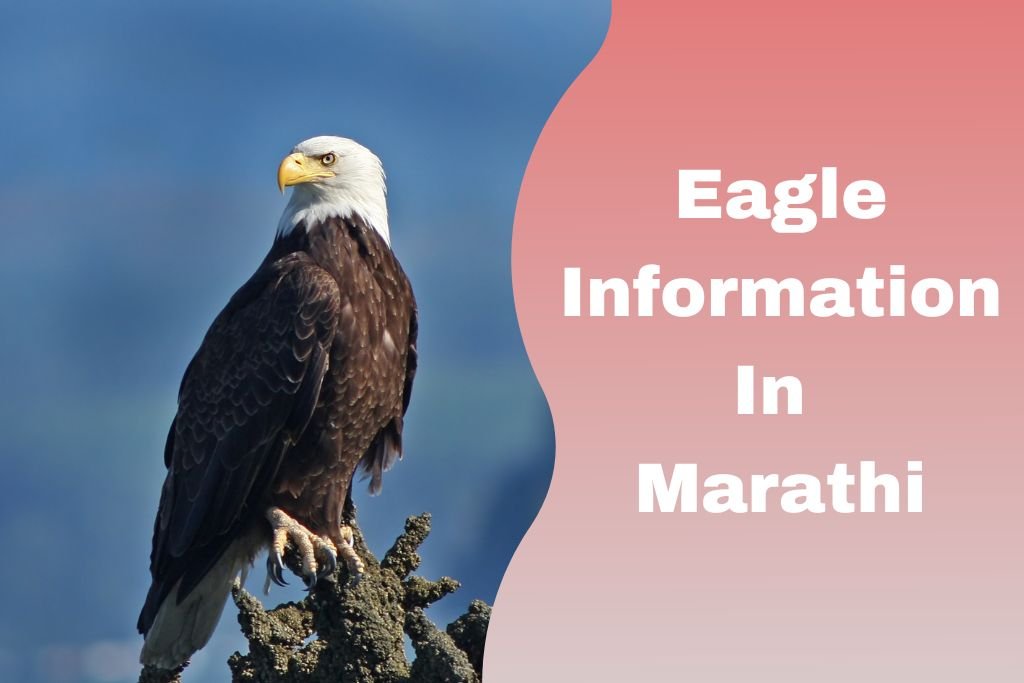 Eagle Information In Marathi