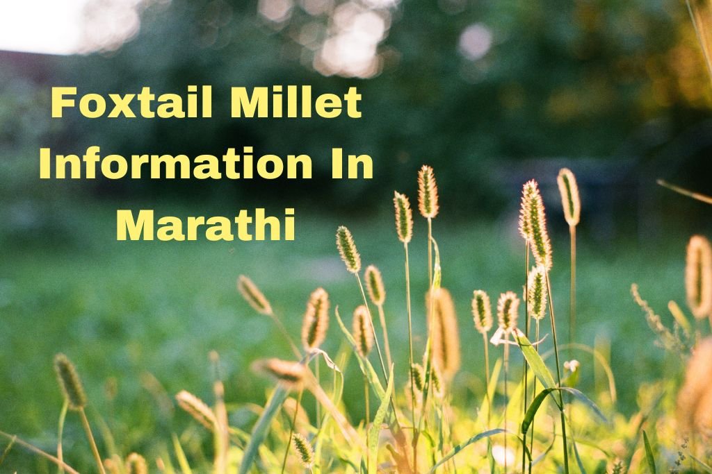 Foxtail Millet Information In Marathi