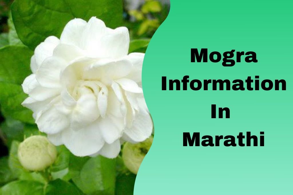 Jasmine Flowers Information In Marathi