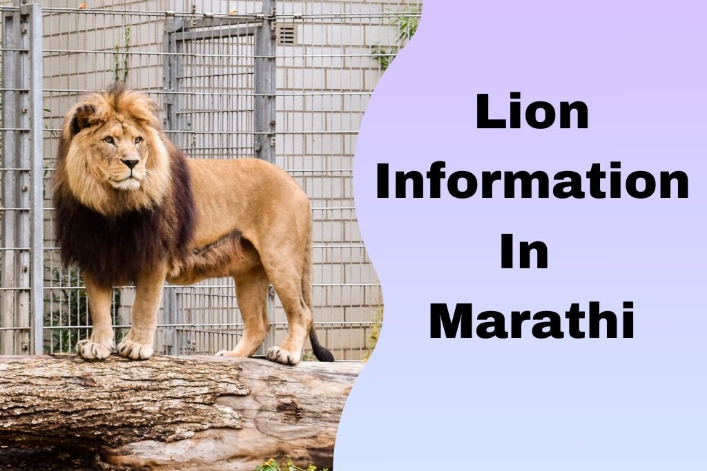 Lion Information In Marathi