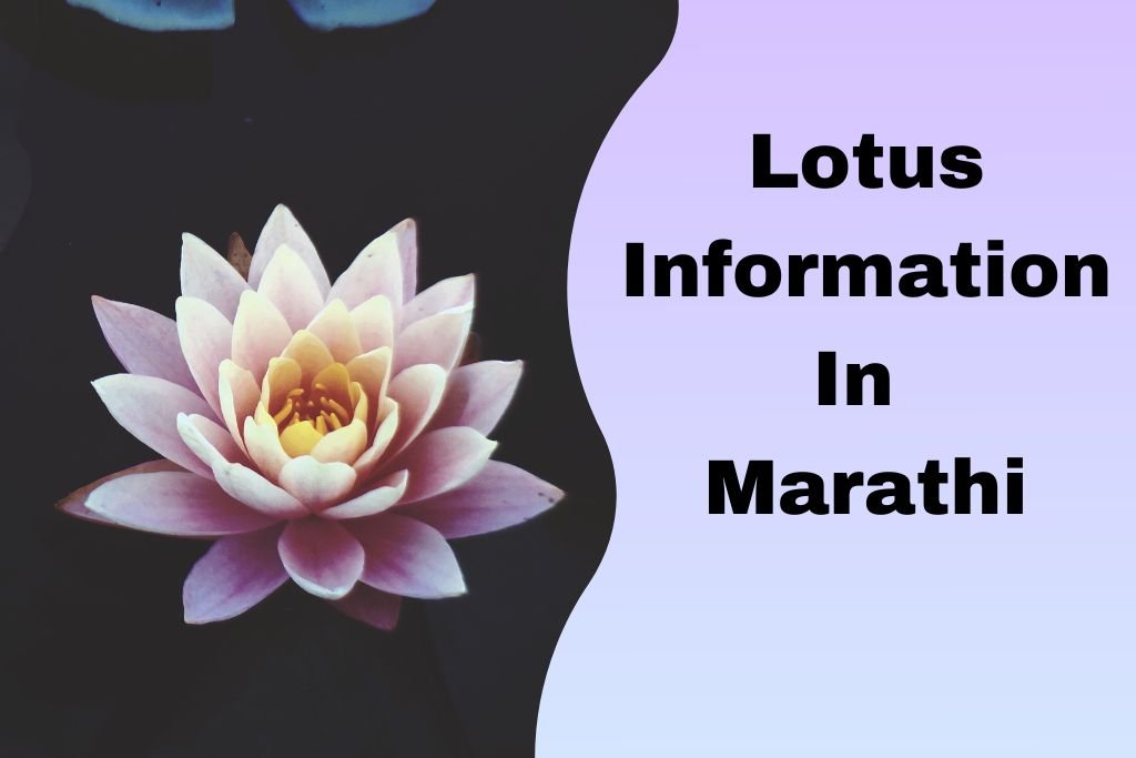 Lotus Information In Marathi