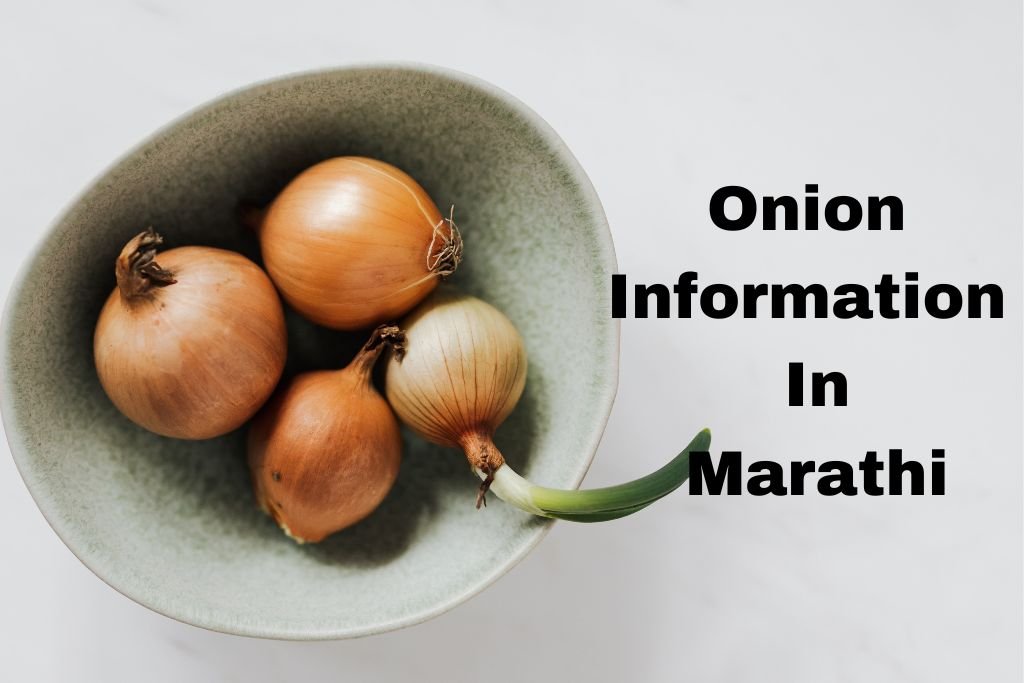 Onion Information In Marathi
