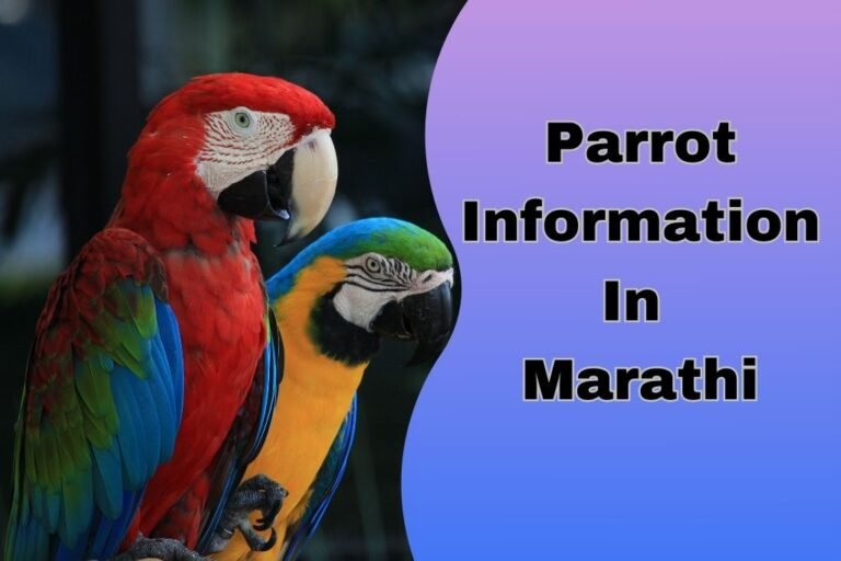 parrot-information-in-marathi