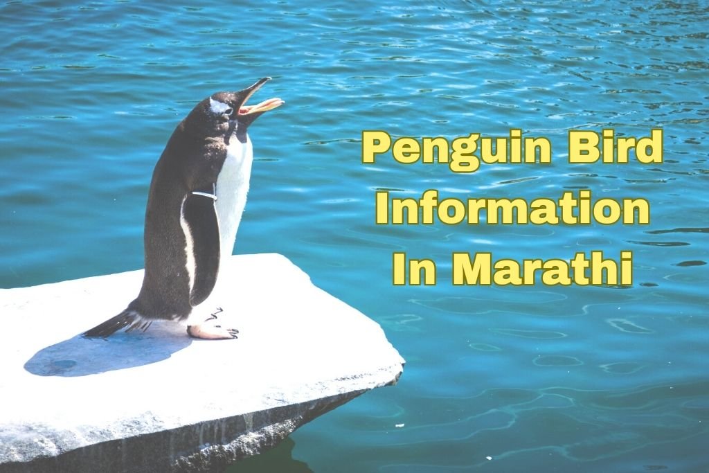 Penguin Bird Information In Marathi