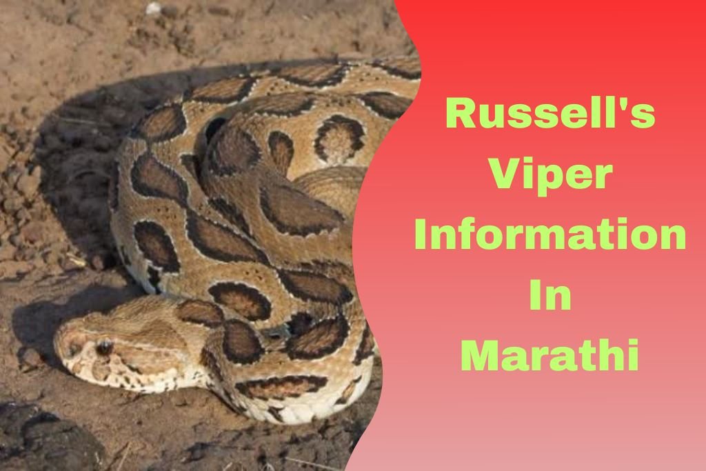 Russell's Viper Information In Marathi