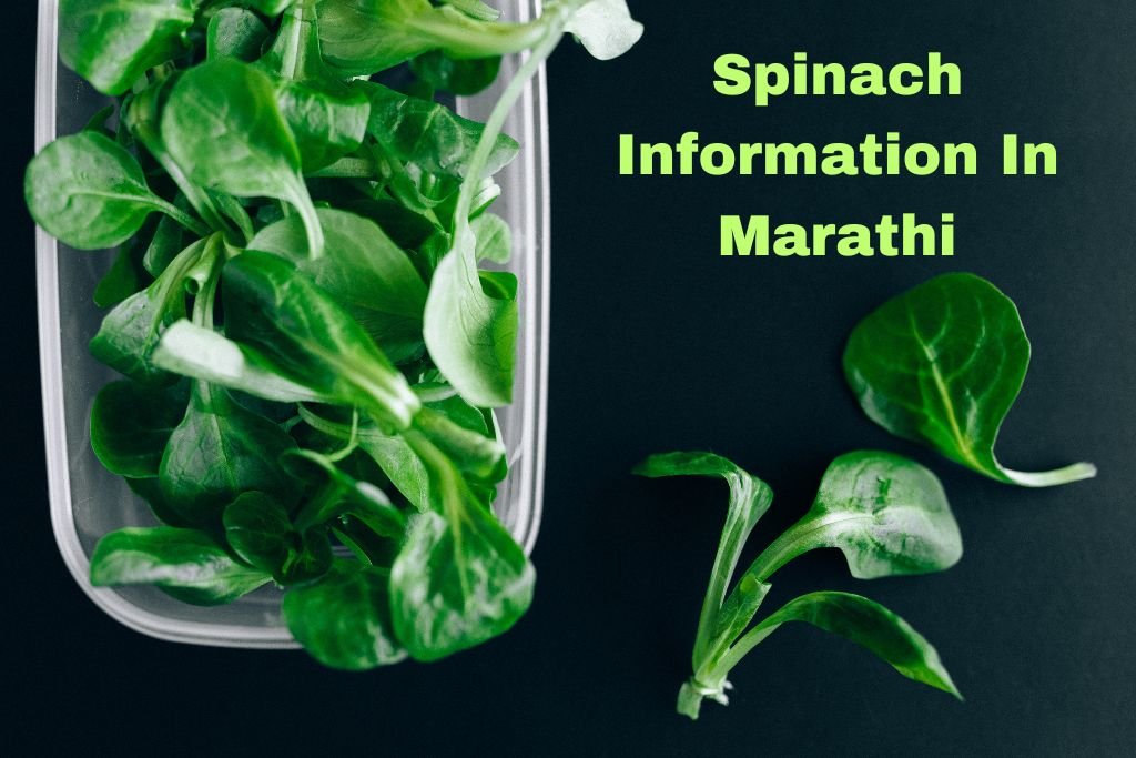Spinach Information In Marathi