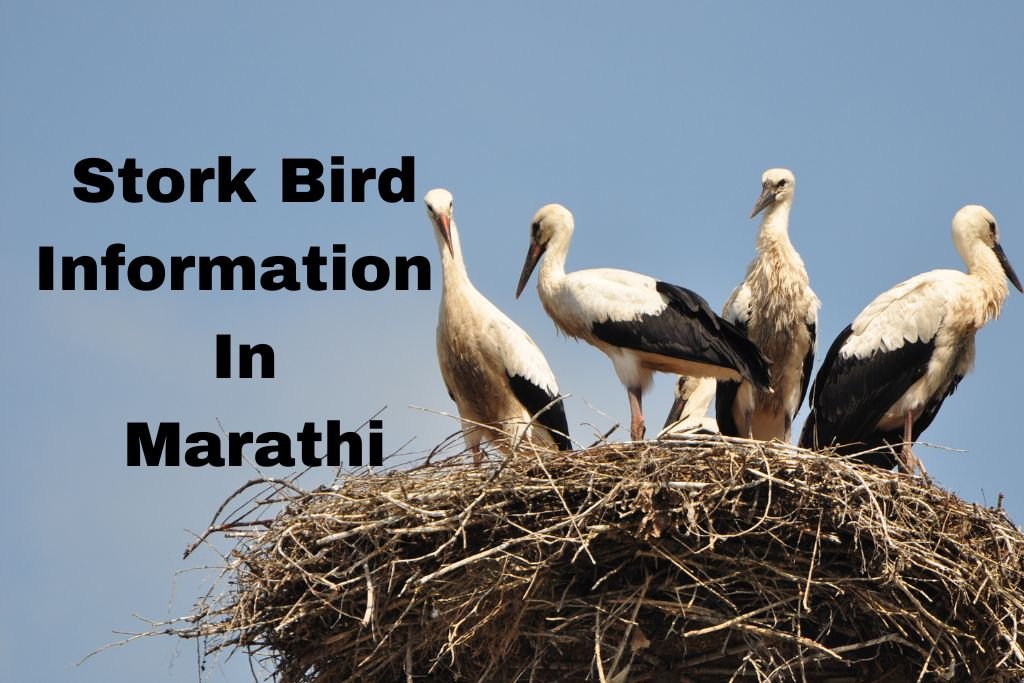 Stork Bird Information In Marathi