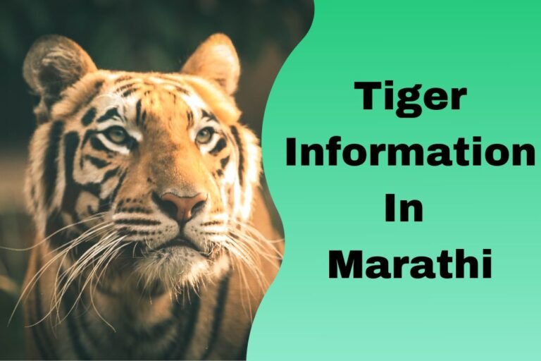 tiger-information-in-marathi-super-tadka