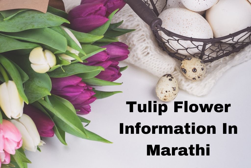 Tulip Flower Information In Marathi