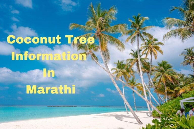 coconut-tree-information-in-marathi