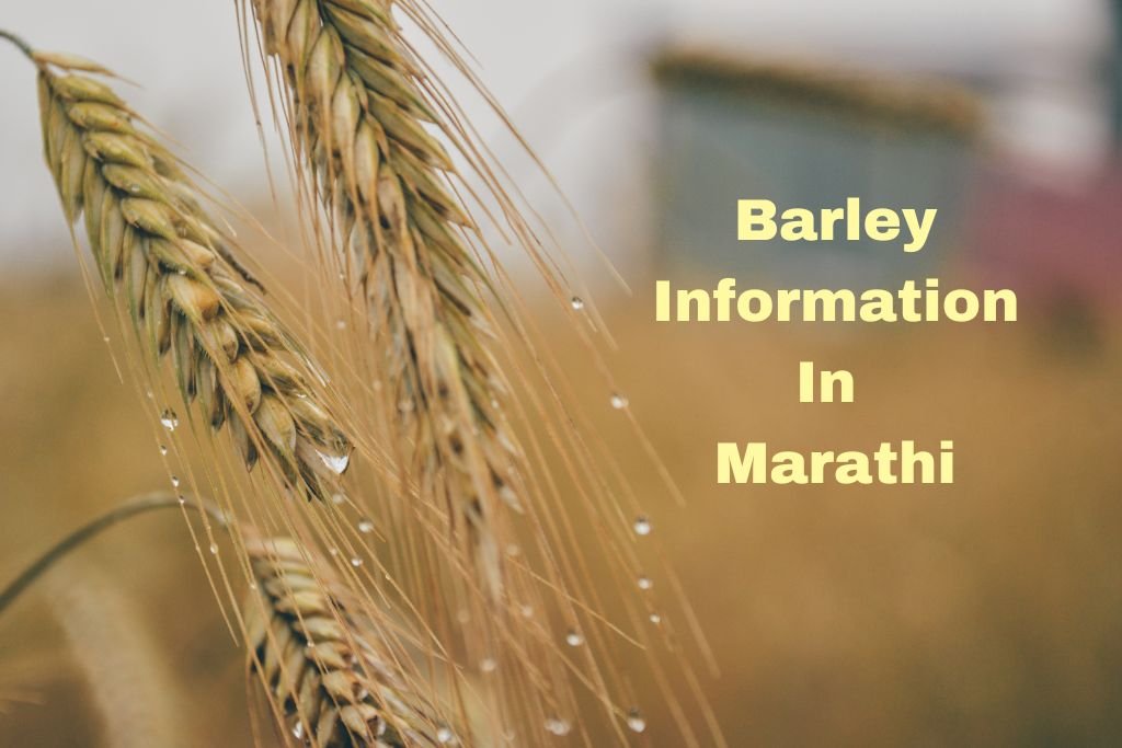 Barley Information In Marathi