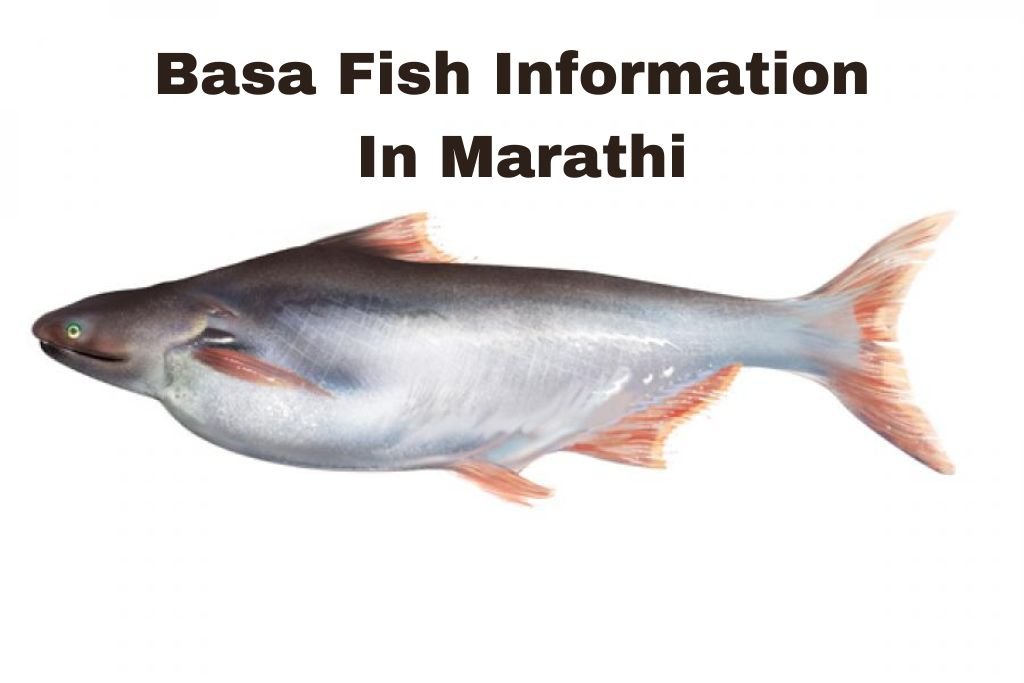 Basa Fish Information In Marathi