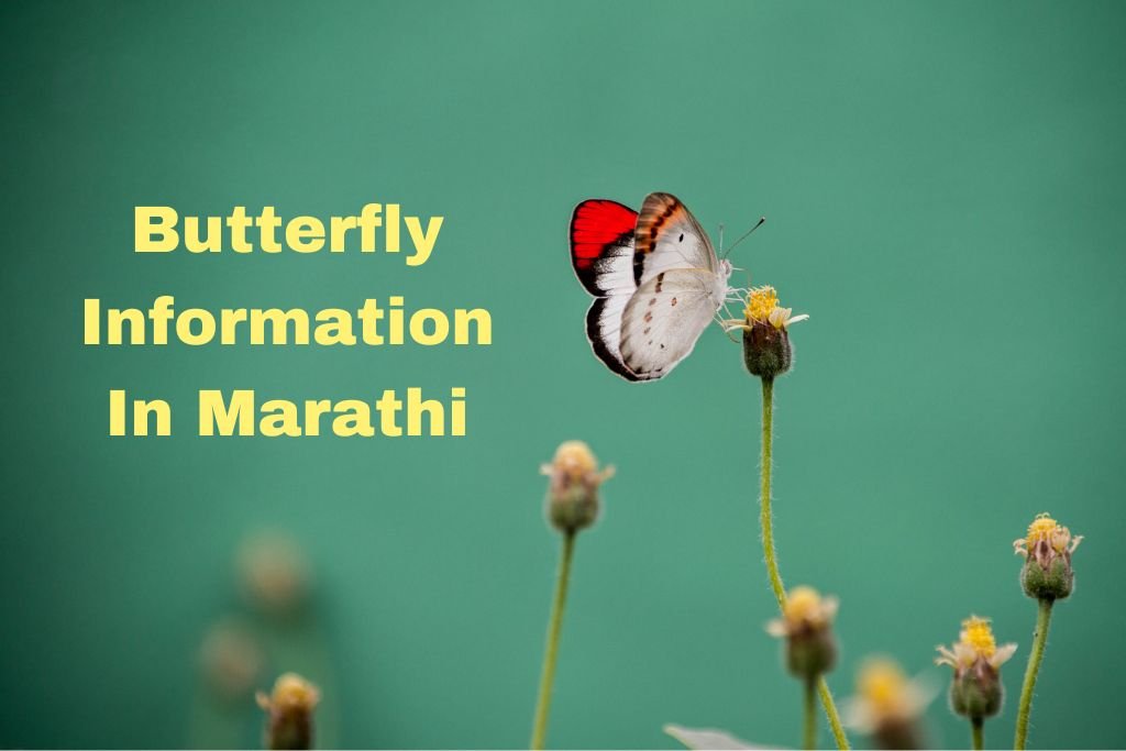 Butterfly Information In Marathi