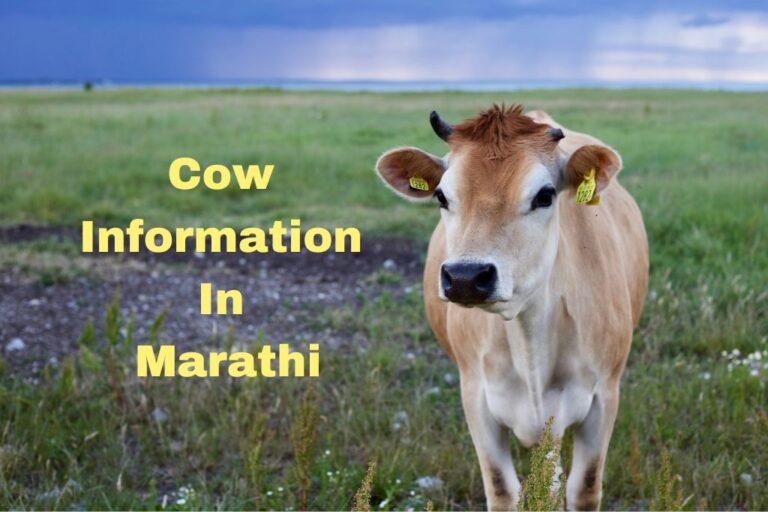 गाय बद्दल माहिती मराठी मध्ये Cow Information In Marathi