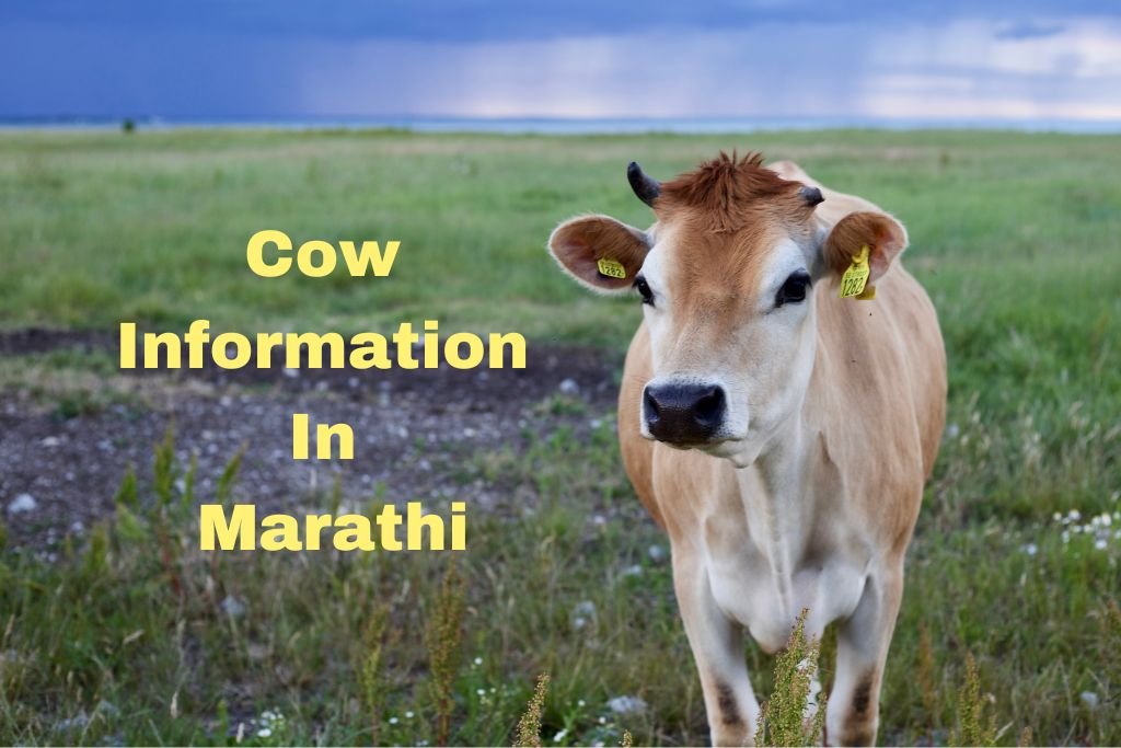 Cow Information In Marathi