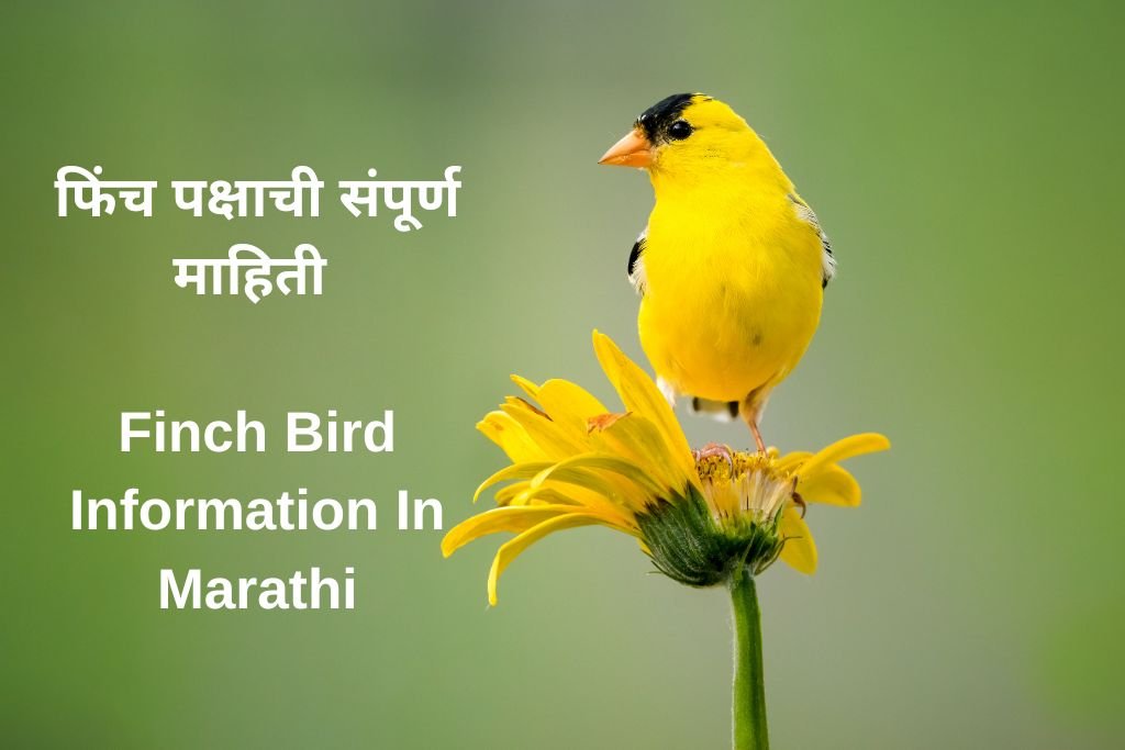Finch Bird Information In Marathi