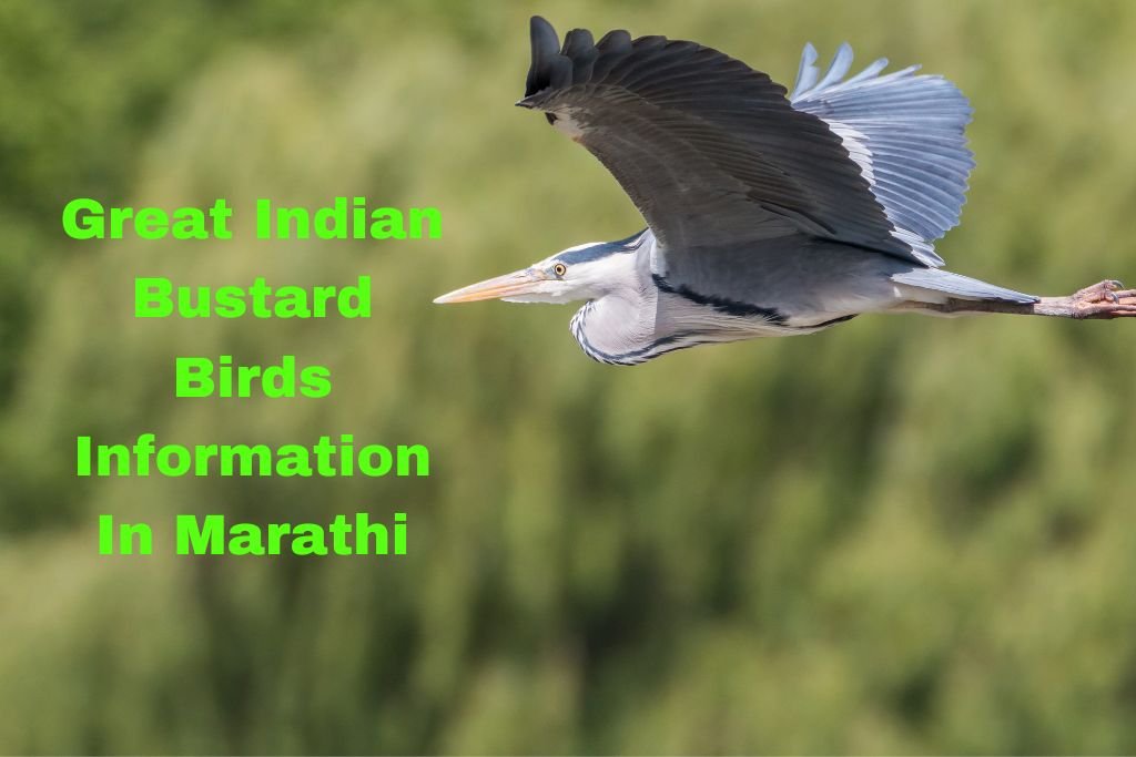 Great Indian Bustard Birds Information In Marathi