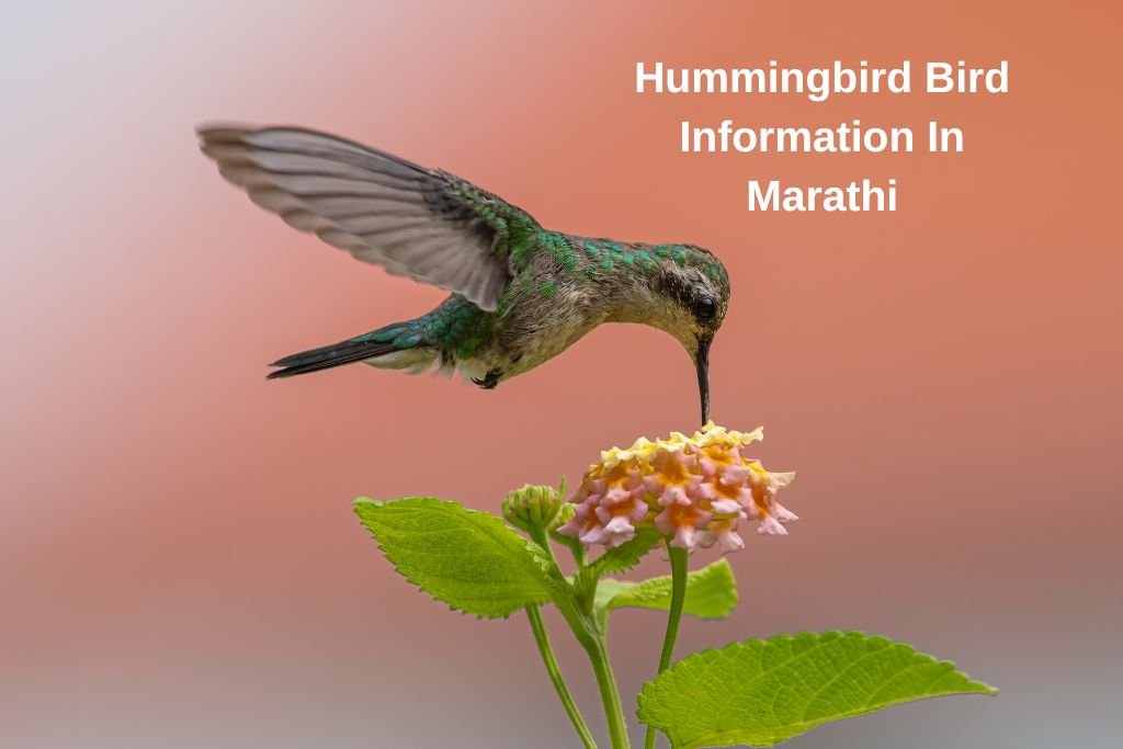 Hummingbird Bird Information In Marathi