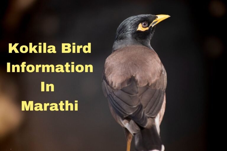 कोकिळा पक्ष्याची संपूर्ण माहिती मराठी Kokila Bird Information In Marathi
