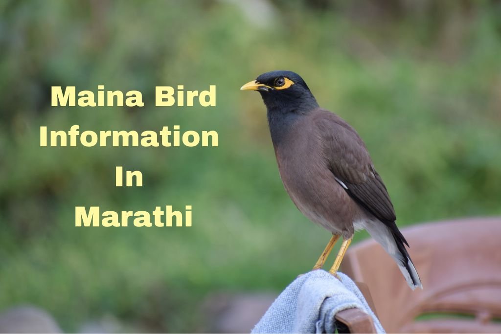 Maina Bird Information In Marathi