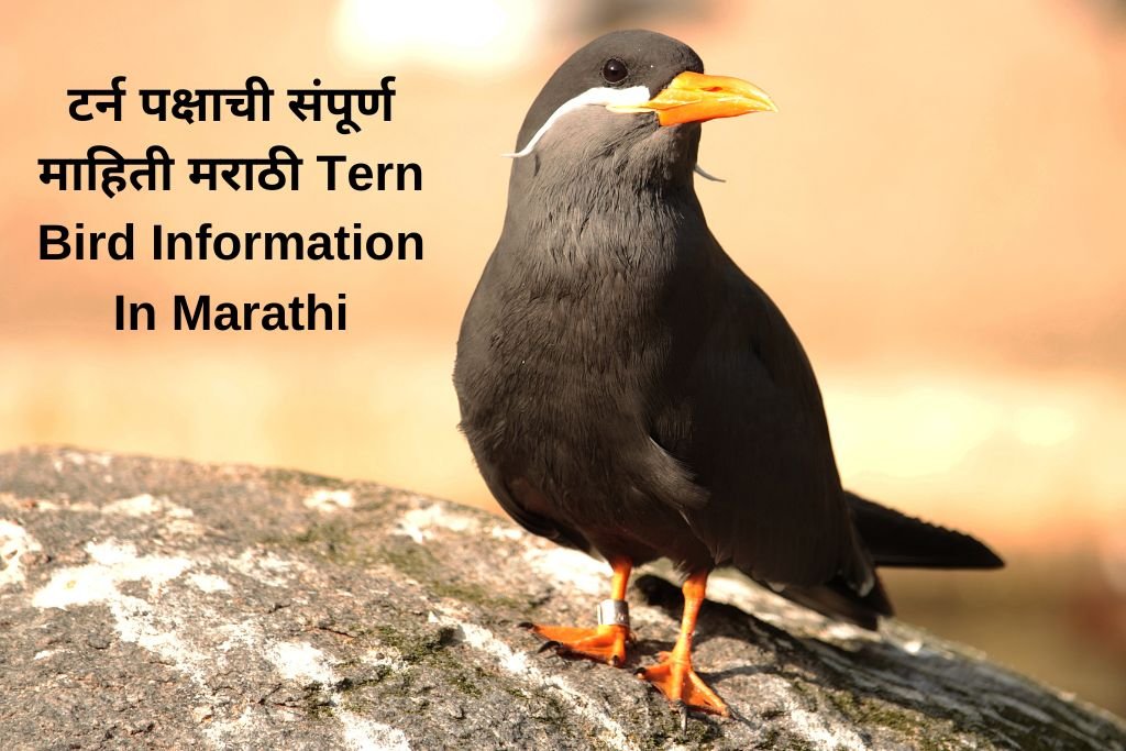 Tern Bird Information In Marathi