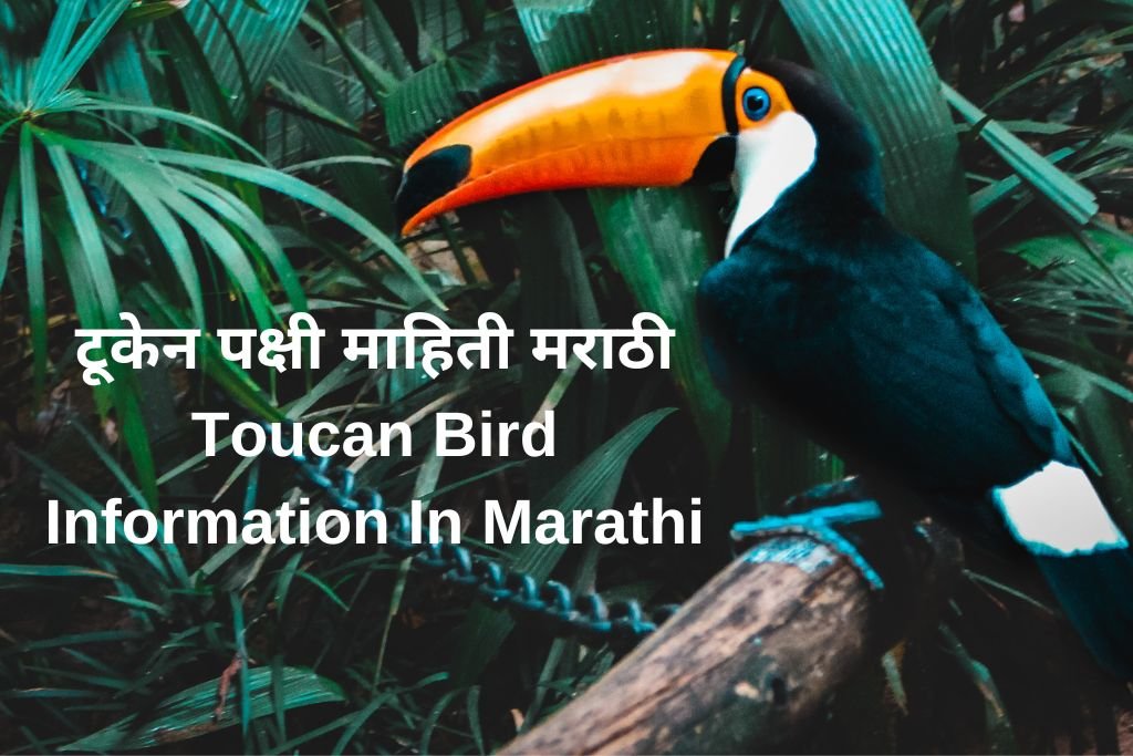 Toucan Bird Information In Marathi