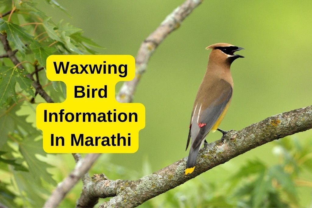 Waxwing Bird Information In Marathi