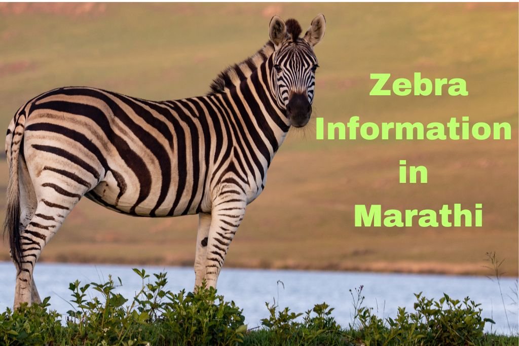 Zebra Information in Marathi