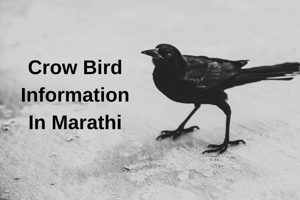 Crow Bird Information In Marathi
