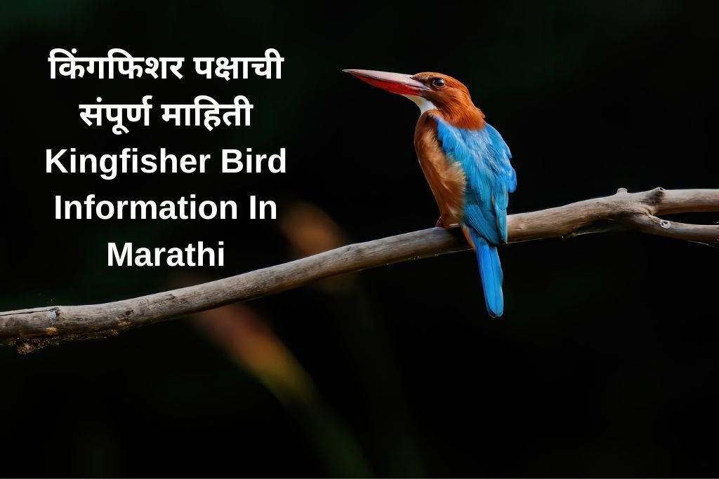 Kingfisher Bird Information In Marathi