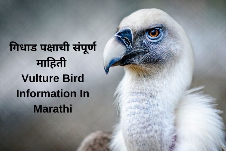 essay on vulture in marathi