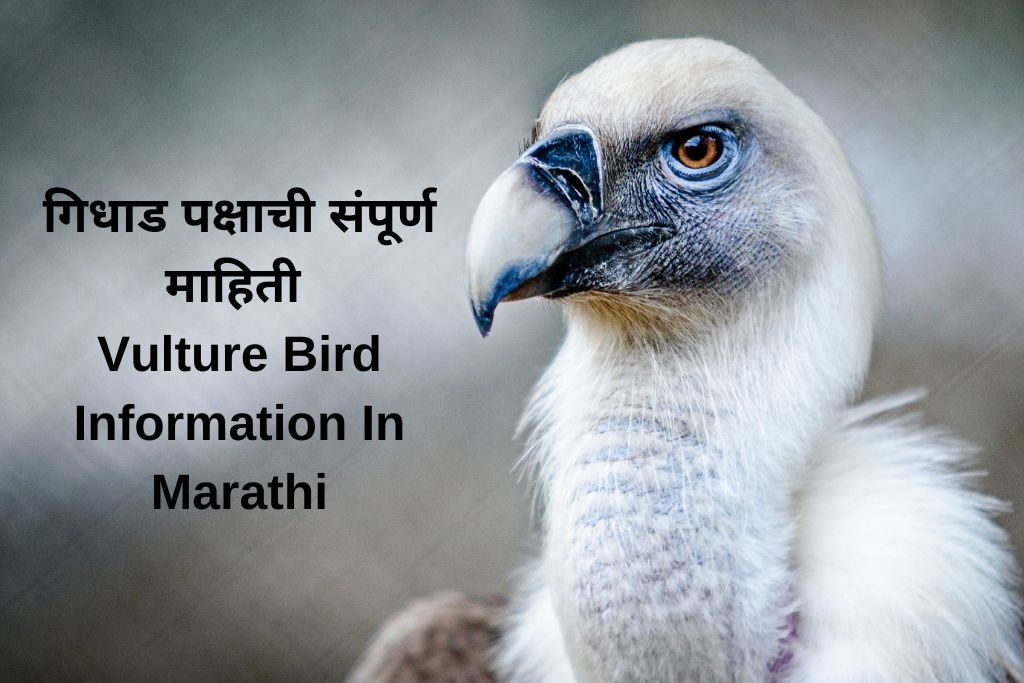 Vulture Bird Information In Marathi