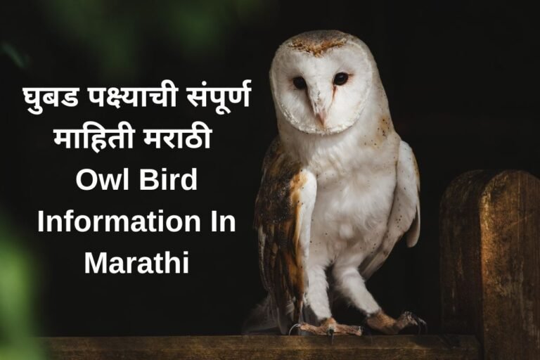 essay on owl in marathi