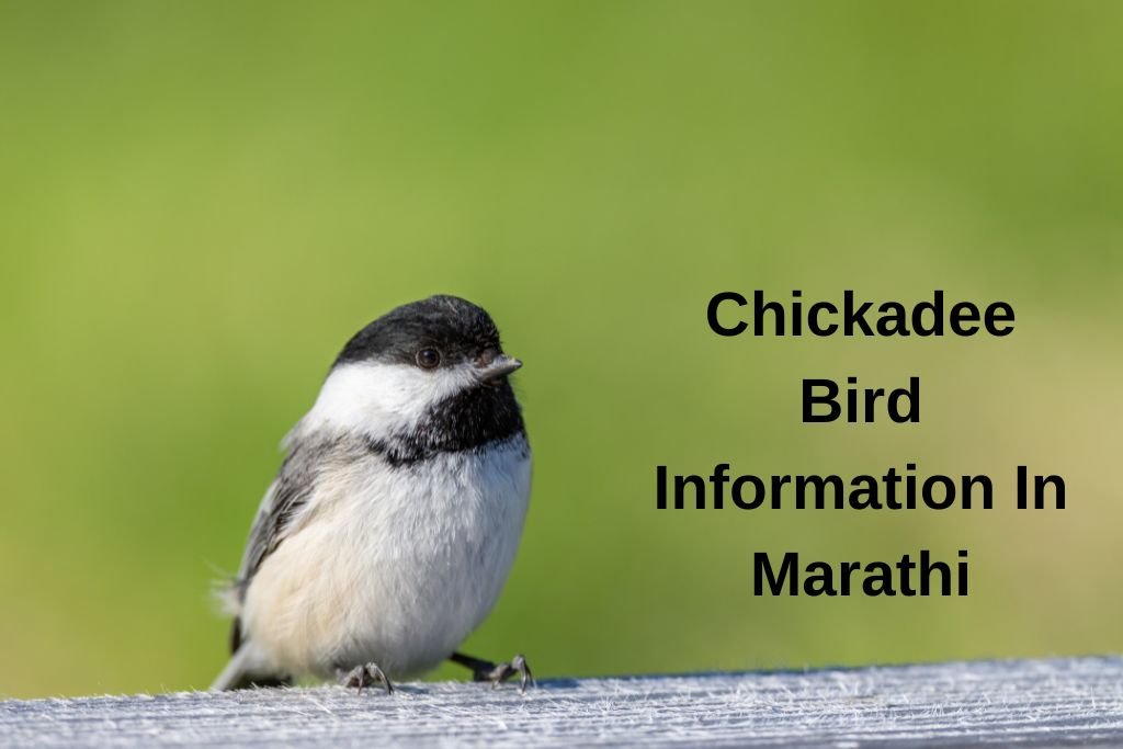 Chickadee Bird Information In Marathi