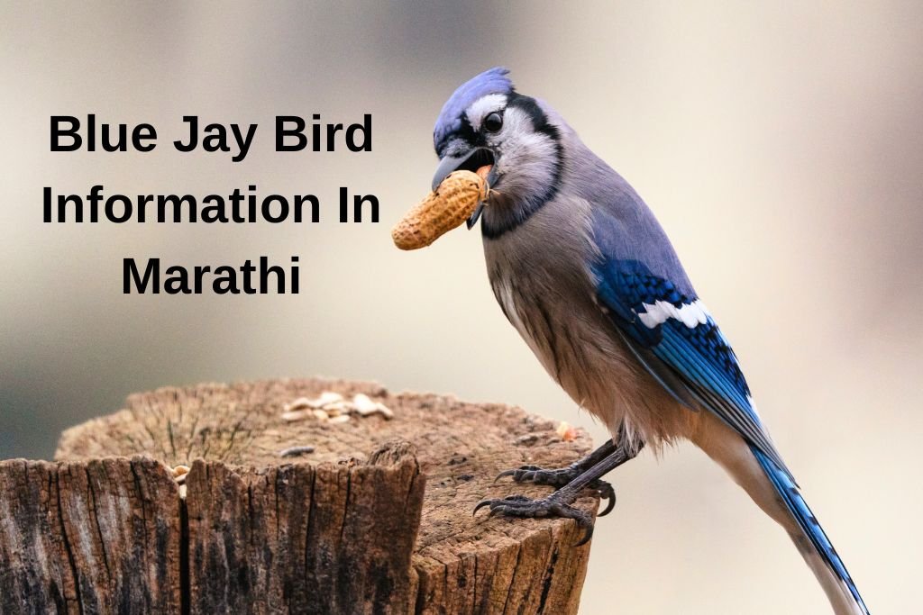 Blue Jay Bird Information In Marathi