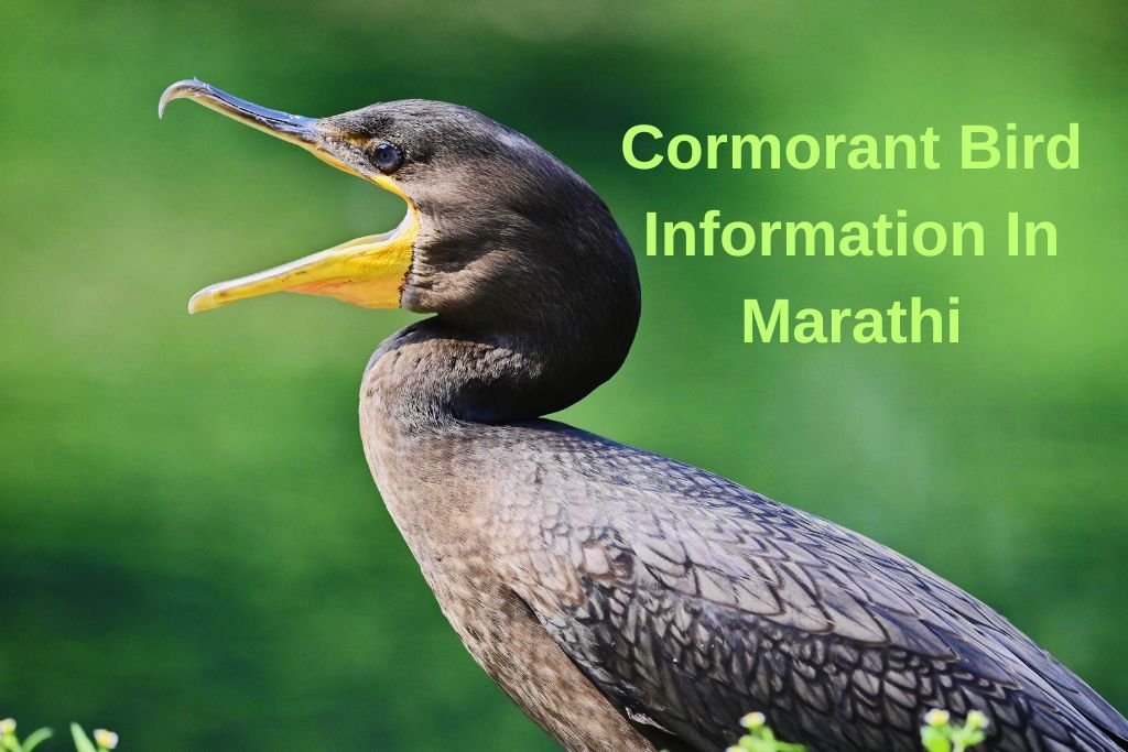 Cormorant Bird Information In Marathi