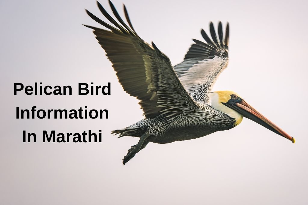 Pelican Bird Information In Marathi