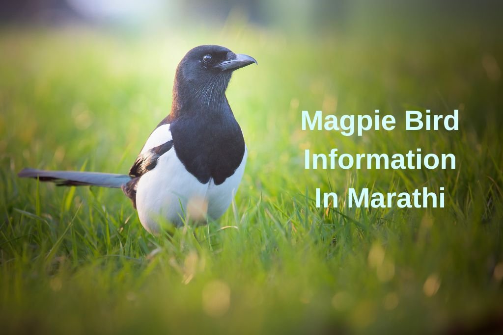 Magpie Bird Information In Marathi