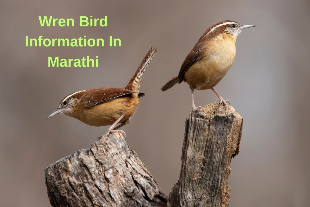 Wren Bird Information In Marathi