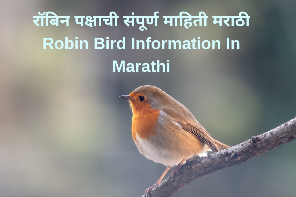 Robin Bird Information In Marathi