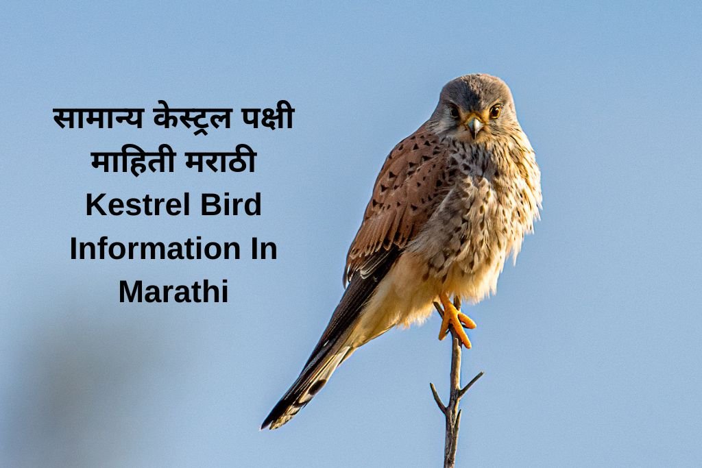 Kestrel Bird Information In Marathi