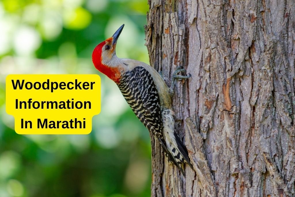 Woodpecker Information In Marathi