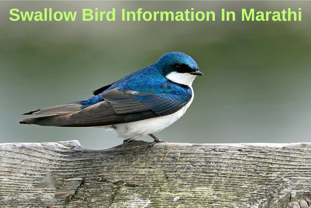 Swallow Bird Information In Marathi