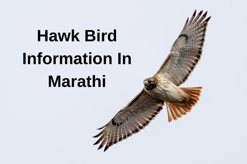 Hawk Bird Information In Marathi