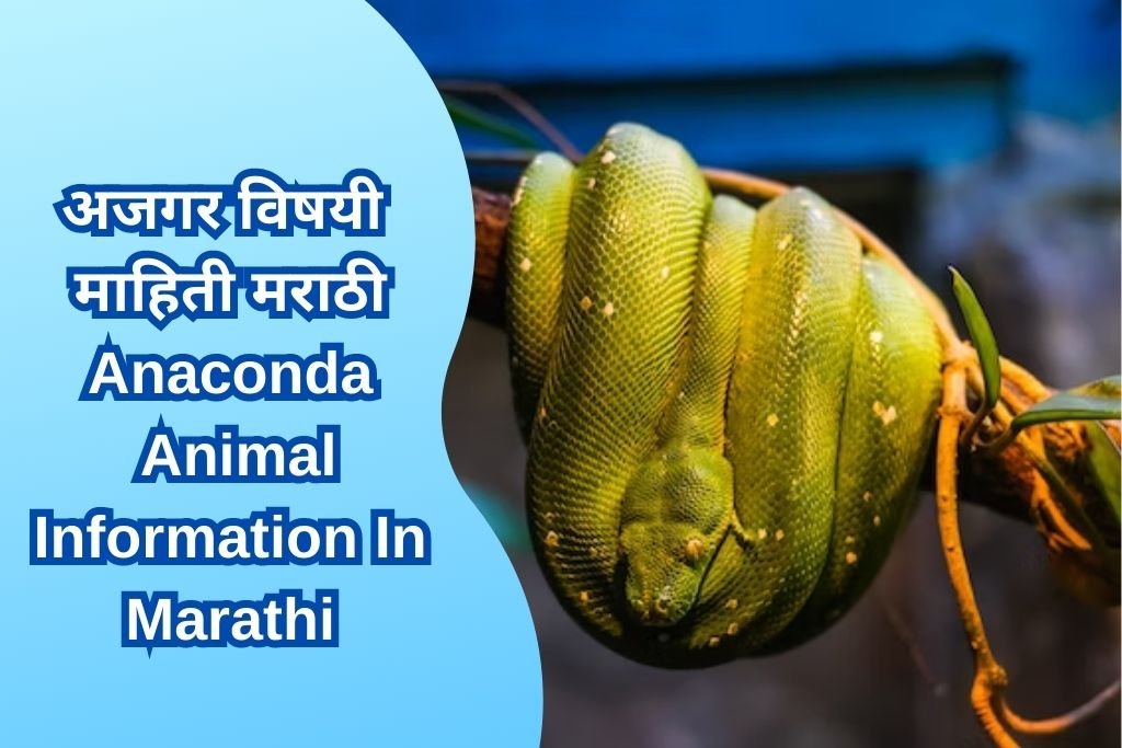 Anaconda Animal Information In Marathi