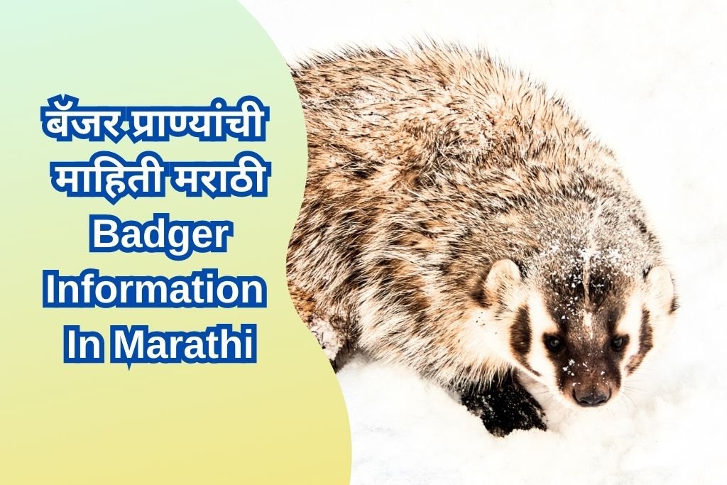 Badger Information In Marathi