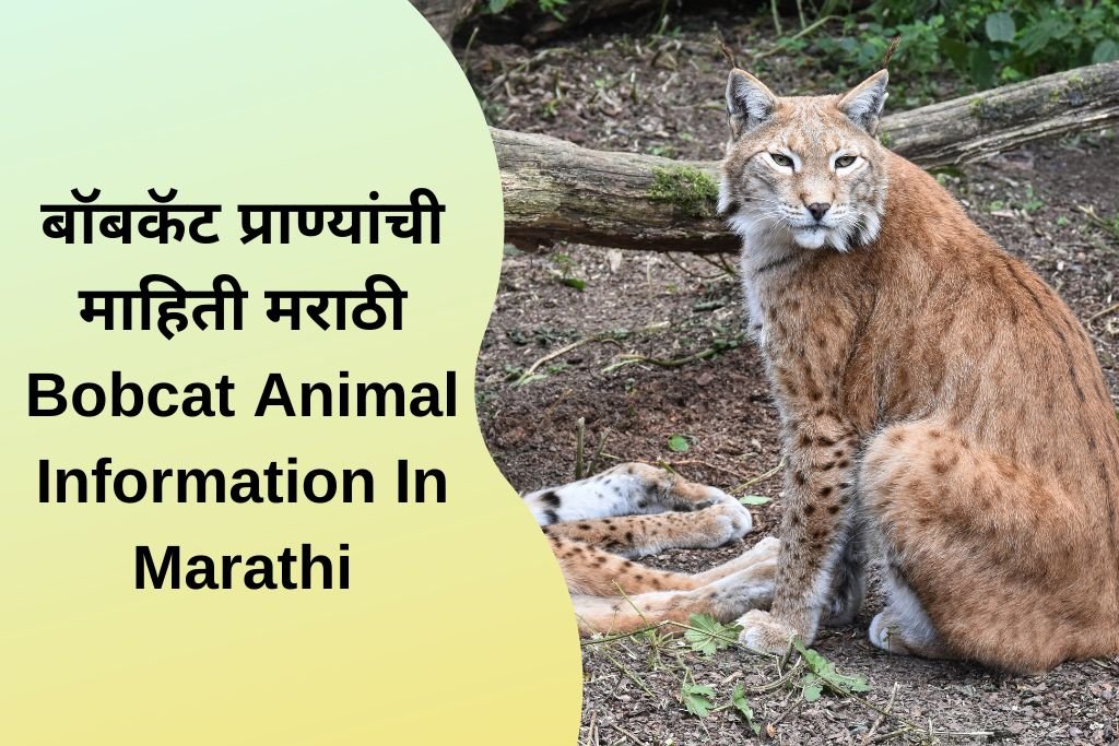 Bobcat Animal Information In Marathi